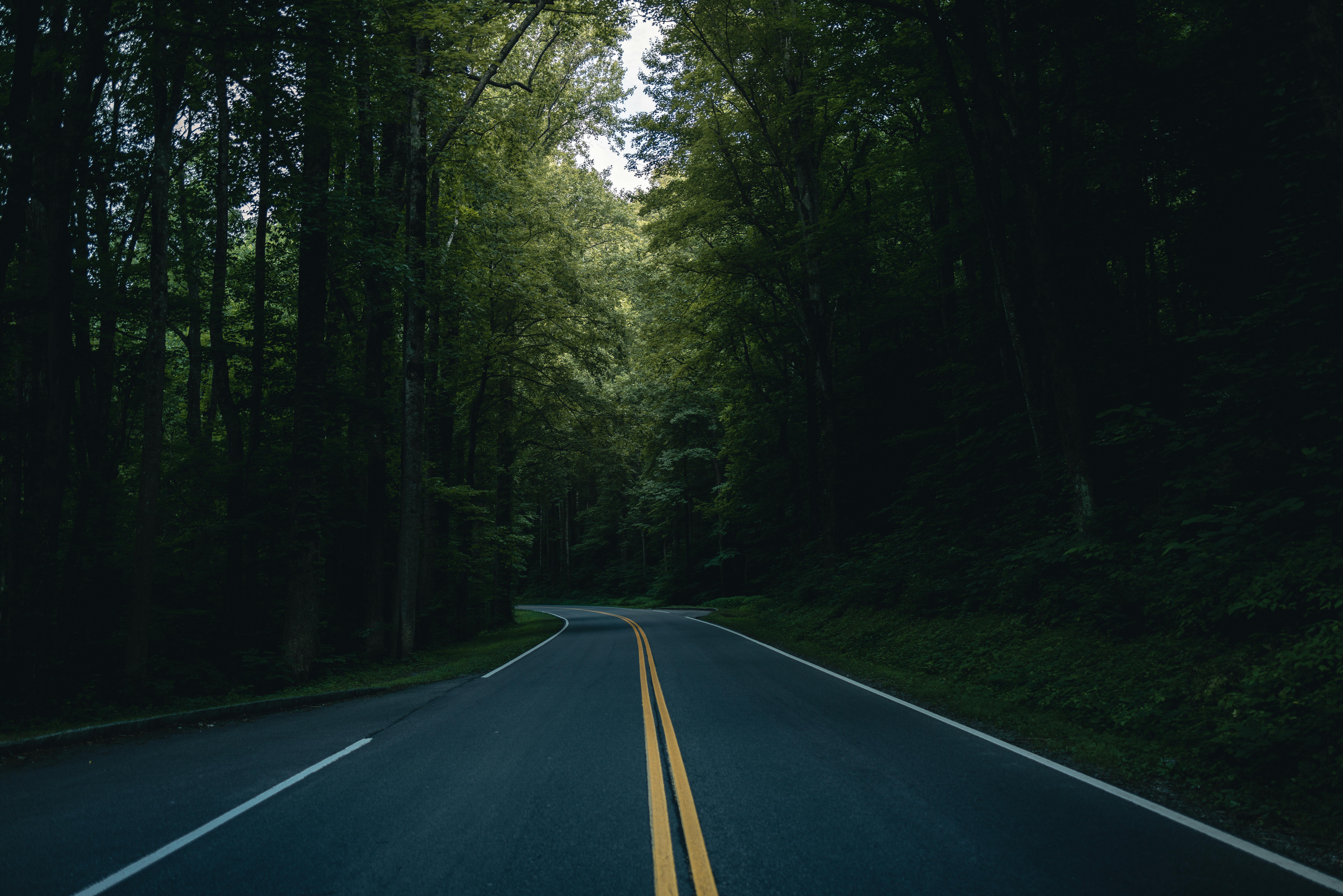 Citations in the Great Smoky Mountains National Park: What Visitors Need to Know