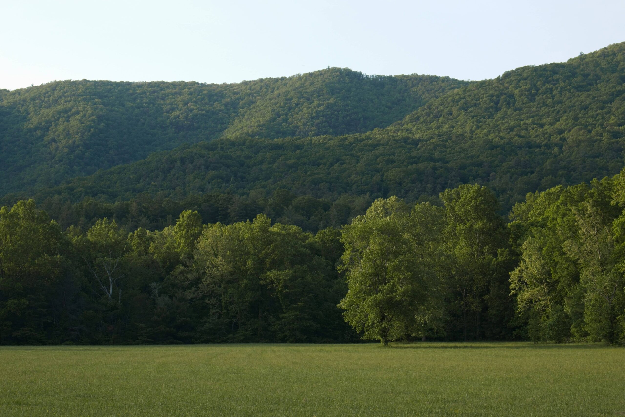 Rogersville High-Stakes & High-Asset Divorce Specialist Attorney Kelly Champagne-Deutekom